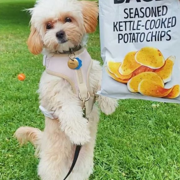 PETsRUS Premium No Pull Dog Harness 2 Leash Clips Beige Leather Neoprene Ivory - Picture 12 of 12